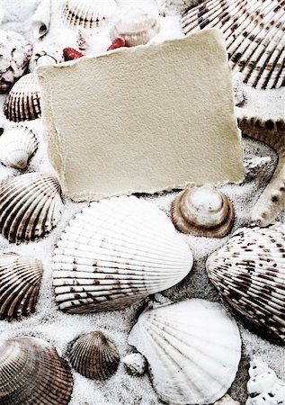 simsearch:400-06326801,k - Shell - The hard, rigid outer calcium carbonate animals cover is called a shell. Stock Photo - Budget Royalty-Free & Subscription, Code: 400-04068590