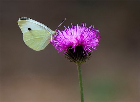 symmetrical animals - Butterfly on thistle. Photo taken in Bulgaria in May 2007 Stock Photo - Budget Royalty-Free & Subscription, Code: 400-04068748