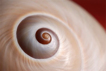 Cockleshell. A structure of a sea cockleshell, a photo close up Stock Photo - Budget Royalty-Free & Subscription, Code: 400-04068811