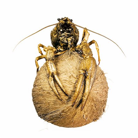 crayfish on coconut isolated on white background Stock Photo - Budget Royalty-Free & Subscription, Code: 400-04068834