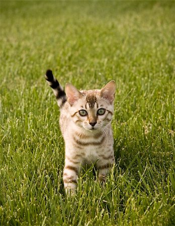 simsearch:400-04854888,k - Young Bengal Kitten facing the camera as it strolls through the grass Foto de stock - Super Valor sin royalties y Suscripción, Código: 400-04068939