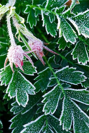 simsearch:400-03947729,k - Macro of frosty plant leaves in late fall Photographie de stock - Aubaine LD & Abonnement, Code: 400-04069111
