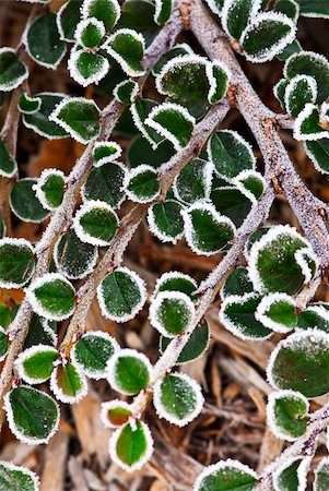 simsearch:400-03947729,k - Macro of frosty plant leaves in late fall Photographie de stock - Aubaine LD & Abonnement, Code: 400-04069112