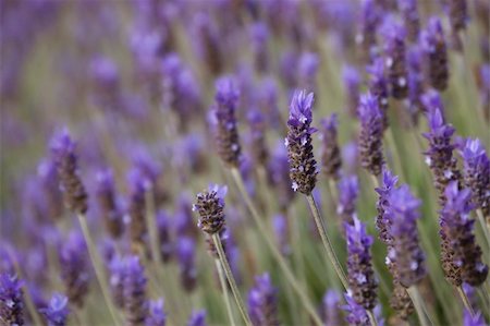 simsearch:400-04867397,k - Lavender herb plant field Fotografie stock - Microstock e Abbonamento, Codice: 400-04069168