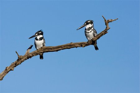 A Kingfisher pair looking right Photographie de stock - Aubaine LD & Abonnement, Code: 400-04069187