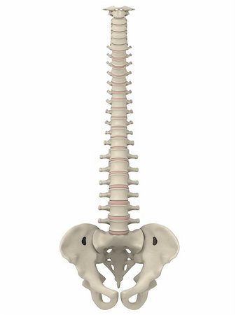 3d rendered anatomy illustration of a human spine with pelvis Fotografie stock - Microstock e Abbonamento, Codice: 400-04069214