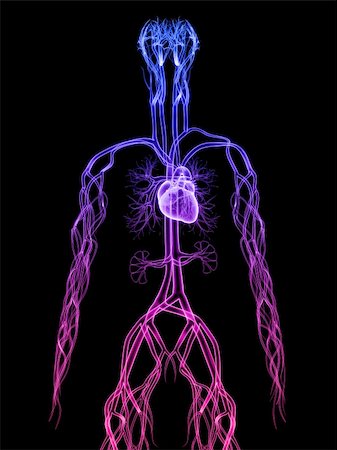 3d rendered anatomy illustration of the human cardiovascular system Foto de stock - Super Valor sin royalties y Suscripción, Código: 400-04069218