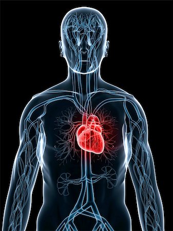 3d rendered anatomy illustration of the human cardiovascular system Foto de stock - Super Valor sin royalties y Suscripción, Código: 400-04069219