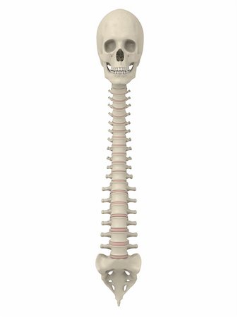 3d rendered anatomy illustration of a human spine with scull Fotografie stock - Microstock e Abbonamento, Codice: 400-04069213