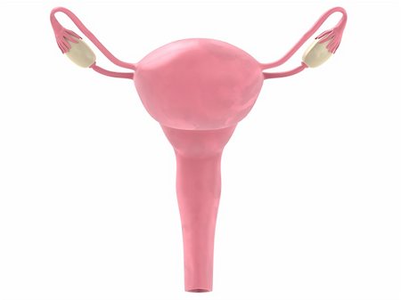 drawing girls body - 3d rendered anatomy illustration of a female uterus Stock Photo - Budget Royalty-Free & Subscription, Code: 400-04069222