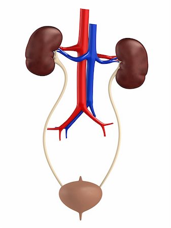 3d rendered anatomy illustration of a female urinary system Stock Photo - Budget Royalty-Free & Subscription, Code: 400-04069223