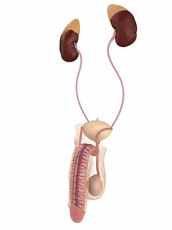 simsearch:400-04155414,k - 3d rendered anatomy illustration of a male urinary system Photographie de stock - Aubaine LD & Abonnement, Code: 400-04069232