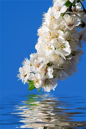 dundanim (artist) - Branch with white flowers reflecting in water Fotografie stock - Microstock e Abbonamento, Codice: 400-04069327