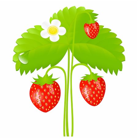 Vector illustration of ripe strawberry Stock Photo - Budget Royalty-Free & Subscription, Code: 400-04069490