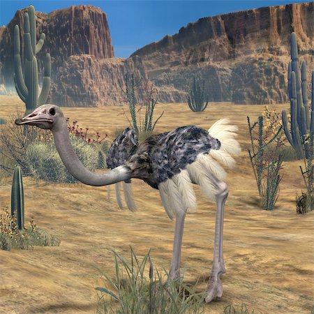 simsearch:400-04916917,k - 3D Render of an Ostrich Fotografie stock - Microstock e Abbonamento, Codice: 400-04069537