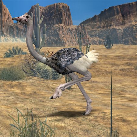 simsearch:400-04520488,k - 3D Render of an Ostrich Foto de stock - Super Valor sin royalties y Suscripción, Código: 400-04069545