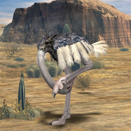 simsearch:400-04520488,k - 3D Render of an Ostrich Foto de stock - Super Valor sin royalties y Suscripción, Código: 400-04069541