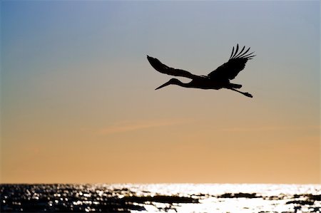 White stork (Ciconia ciconia) flying over sea in sunset time Stock Photo - Budget Royalty-Free & Subscription, Code: 400-04069862