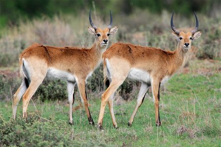 Red lechwe antelopes (Kobus leche), southern Africa Photographie de stock - Aubaine LD & Abonnement, Code: 400-04060035
