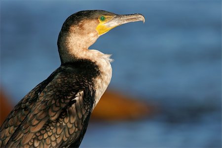 simsearch:400-05915246,k - Portrait d'un cormoran à poitrine blanche (Phalacrocorax carbo), Afrique du Sud Photographie de stock - Aubaine LD & Abonnement, Code: 400-04060037