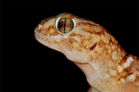 simsearch:400-03934181,k - Portrait of a giant ground gecko (Chondrodactylus angulifer), Kalahari desert, South Africa Stock Photo - Budget Royalty-Free & Subscription, Code: 400-04060032