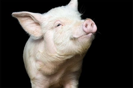 pictures pigs in sty - Portrait of a cute pig, on black background Stock Photo - Budget Royalty-Free & Subscription, Code: 400-04060113