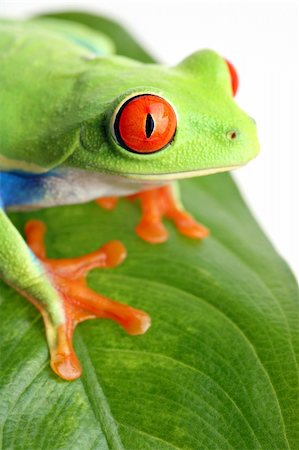 simsearch:400-03940235,k - frog on a leaf isolated on white. Agalychnis callidryas. Limited dof, focus on eye. Photographie de stock - Aubaine LD & Abonnement, Code: 400-04060346