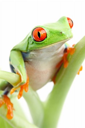 simsearch:400-03940235,k - frog on a plant isolated on white, limited dof. Agalychnis callidryas. Photographie de stock - Aubaine LD & Abonnement, Code: 400-04060348