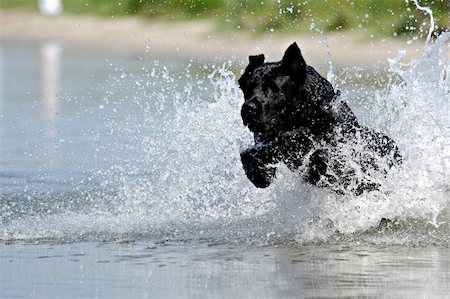 simsearch:400-08158292,k - Black dog is jumping in the water. Fotografie stock - Microstock e Abbonamento, Codice: 400-04060623