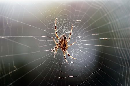 Spider Stock Photo - Budget Royalty-Free & Subscription, Code: 400-04060839