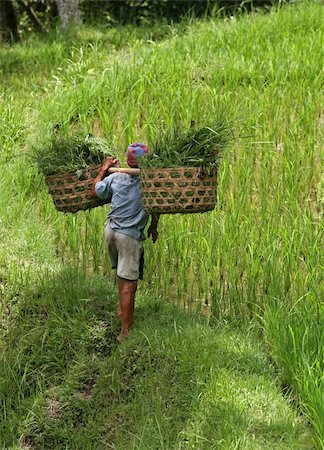 The man with the baskets filled with a grass. Bali. Indonesia Stock Photo - Budget Royalty-Free & Subscription, Code: 400-04060849