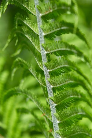 fern leaves Photographie de stock - Aubaine LD & Abonnement, Code: 400-04061481