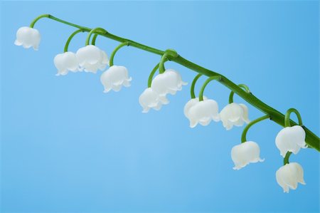 selectphoto (artist) - Lily of the Valley flower on blue background (Convallaria majalis) Stock Photo - Budget Royalty-Free & Subscription, Code: 400-04061618