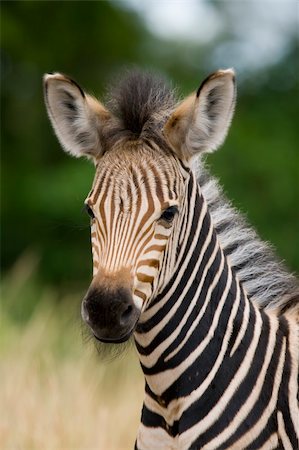 simsearch:400-04348140,k - Young burchell zebra with mottle green background Foto de stock - Royalty-Free Super Valor e Assinatura, Número: 400-04061679