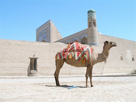 Camel in Khiva, Uzbekistan Stock Photo - Budget Royalty-Free & Subscription, Code: 400-04061814