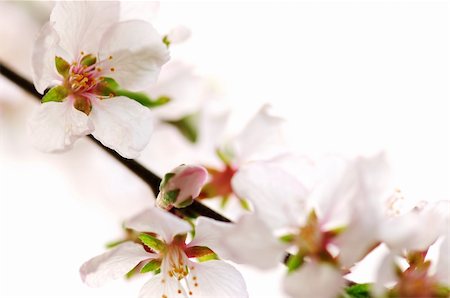simsearch:400-04961751,k - Macro of pink cherry blossoms isolated on white background Stock Photo - Budget Royalty-Free & Subscription, Code: 400-04062417