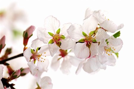 simsearch:400-04406530,k - Macro of pink cherry blossoms isolated on white background Stock Photo - Budget Royalty-Free & Subscription, Code: 400-04062418