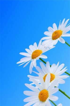 simsearch:400-04439518,k - Daisy flowers in a row on light blue background Stock Photo - Budget Royalty-Free & Subscription, Code: 400-04062426