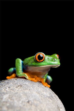 simsearch:400-03940235,k - Grenouille sur un gros plan de roche isolée sur le noir. Grenouille aux yeux rouges. Photographie de stock - Aubaine LD & Abonnement, Code: 400-04062465