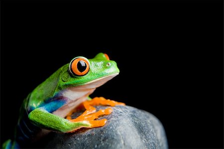 simsearch:400-03940235,k - red-eyed tree frog on a rock, closeup isolated on black. Agalychnis callidryas. Photographie de stock - Aubaine LD & Abonnement, Code: 400-04062466