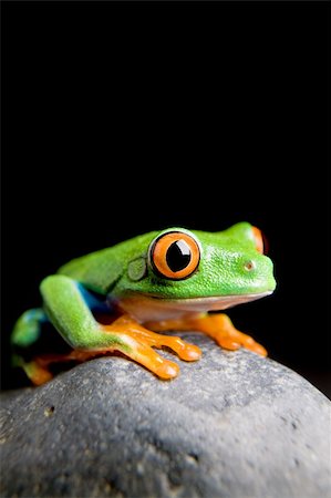 simsearch:400-04463752,k - frog on a rock isolated on black - a red-eyed tree frog (Agalychnis callidryas) closeup Stockbilder - Microstock & Abonnement, Bildnummer: 400-04062467