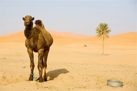 sahara camel - Lone Camel in the Desert sand dune and palm Stock Photo - Budget Royalty-Free & Subscription, Code: 400-04062542