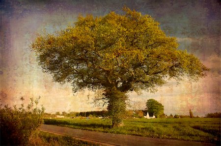 simsearch:400-04563173,k - Artistic work of my own in retro style - Postcard from Denmark. - Old Oak tree in low evening light Foto de stock - Super Valor sin royalties y Suscripción, Código: 400-04062739