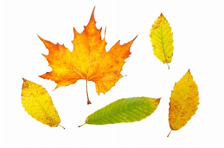 simsearch:400-03950884,k - Assortment of leaves, isolated on white background Photographie de stock - Aubaine LD & Abonnement, Code: 400-04062831