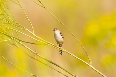 a cisticola sits amongst a field of yellow flowers Stock Photo - Budget Royalty-Free & Subscription, Code: 400-04063086