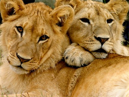 Male Lion Cubs Stock Photo - Budget Royalty-Free & Subscription, Code: 400-04063116