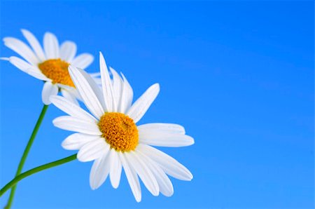 simsearch:400-04439518,k - Daisy flowers macro on light blue background Stock Photo - Budget Royalty-Free & Subscription, Code: 400-04063373