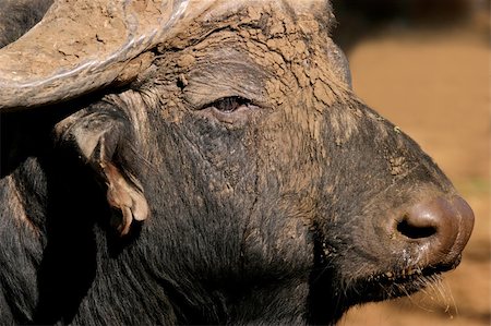 simsearch:400-04471928,k - Portrait of an African (Cape) buffalo bull (Syncerus caffer), South Africa Stock Photo - Budget Royalty-Free & Subscription, Code: 400-04063497