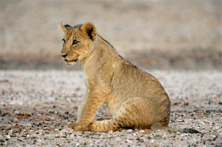 simsearch:400-03909558,k - Young lion cub (Panthera leo), Kalahari desert, South Africa Fotografie stock - Microstock e Abbonamento, Codice: 400-04063499
