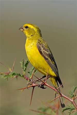 simsearch:400-03947402,k - Yellow canary (Serinus mozambicus) perched on a branch, Kalahari, South Africa Photographie de stock - Aubaine LD & Abonnement, Code: 400-04063503